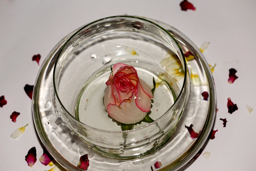 White and pink rose in a bowl filled with water isolated on white background table top spin view.