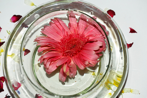 Red Chrysanthemum flower in a bowl filled with water isolated on white background table top view.