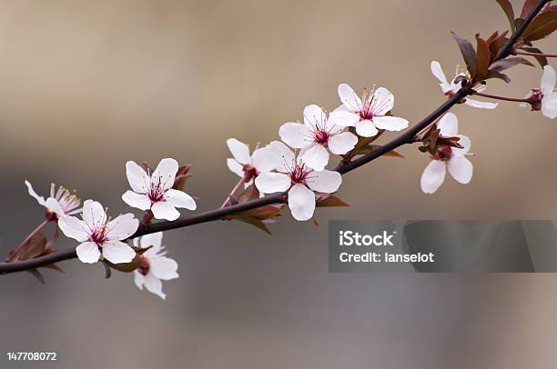 Весенние Цветы — стоковые фотографии и другие картинки Без людей - Без людей, Весна, Ветвь - часть растения