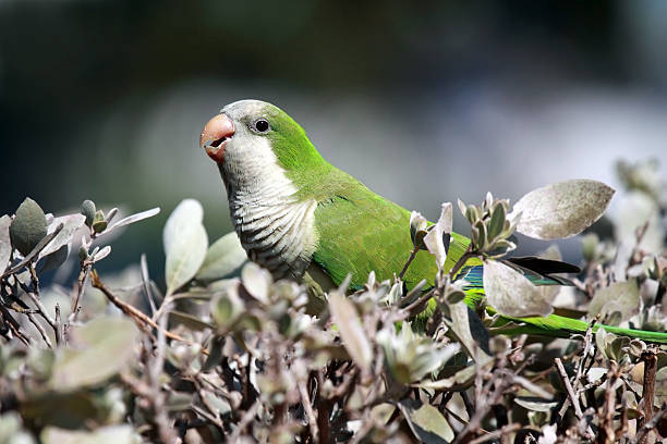 Wild Monk Parakeet Closeup of a wild Monk Parakeet or Quaker Parrot in Cape Coral, Florida. monk parakeet stock pictures, royalty-free photos & images