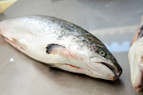 poisson saumon rouge. carcasse de saumon sur la table. manger sainement du poisson saumon rouge. photo sur la production de poisson. - vitamin d salmon prepared fish cooked photos et images de collection