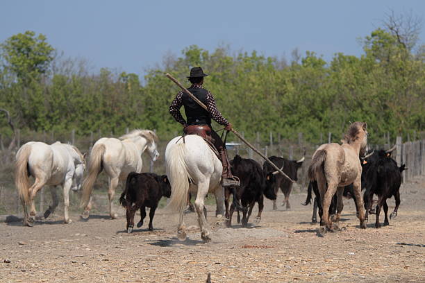 Gaúcho de camargue - fotografia de stock