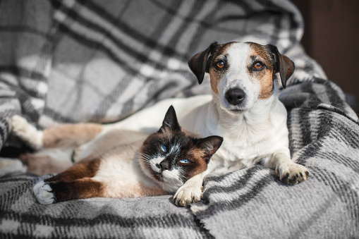 Dog jack russell and gray cat lying on soft plaid. Pets at home