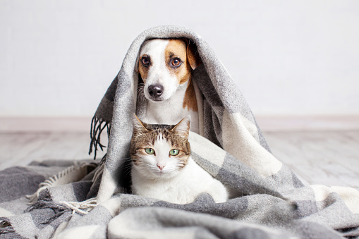 Adorable cat and dog together under plaid on floor indoors. Jack russell terrier Dog and white cat under wool gray blanket