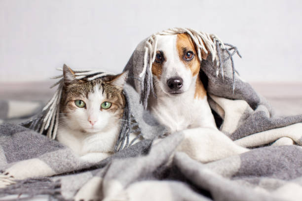 istock Cat and dog together under plaid on floor indoors 1477085819