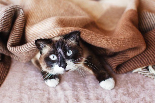 istock Cat in wool cozy blanket sitting on sofa 1477085834