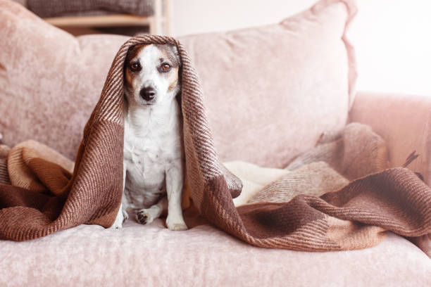 istock Dog in wool cozy blanket sitting on sofa 1477085837
