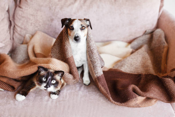 istock Dog and cat together under broun cozy blanket 1477085839