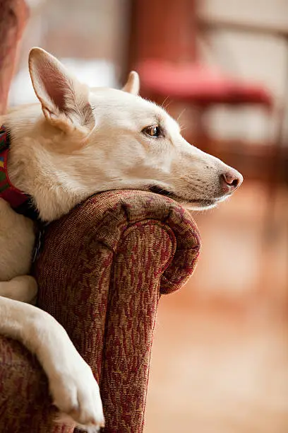 White German shepard dog with head on armrest looking out of frame. Vertical image with shallow depth of field.