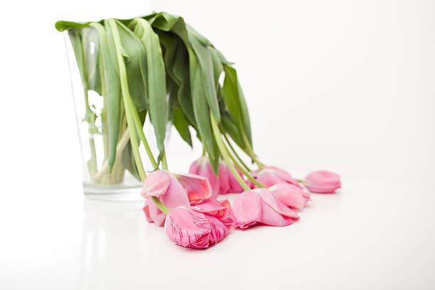 Wilted tulip bouquet in clear vase on white background