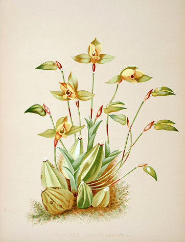 Plate of the book “Orchids the royal family of plants” illustrated by Harriet Stewart Miner (1885).