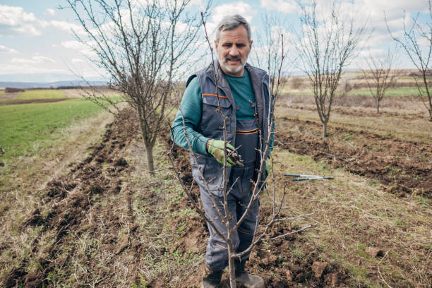 istock Professional occupation, pruning tree branches in the orchard 1477088591