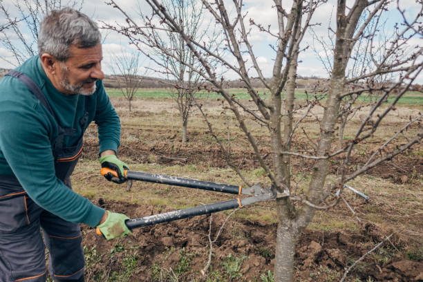 istock Do it yourself, the farmer prunes the orchard 1477088660