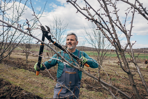 Agricultural Occupation, pruning fruit trees