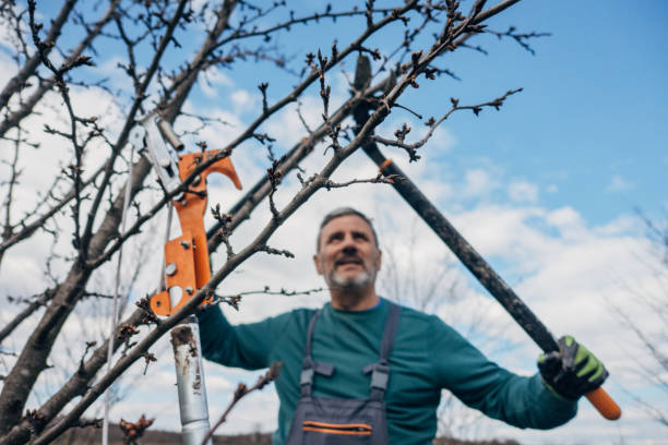 istock Do it yourself, the farmer prunes the orchard 1477088833