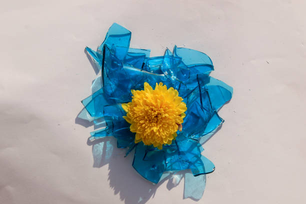 Yellow flower with broken glass isolated on white background. Yellow flower with broken glass isolated on white background. domestic violence india stock pictures, royalty-free photos & images