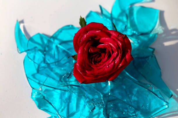 Rose flower with broken glass isolated on white background. Rose flower with broken glass isolated on white background. domestic violence india stock pictures, royalty-free photos & images