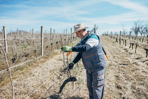Agricultural occupation, vine pruning