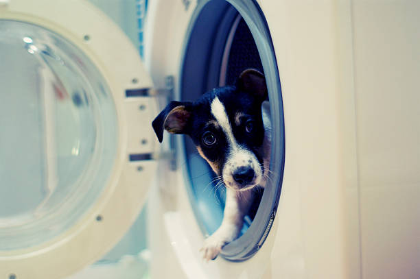 istock little dog in washing machine 147708979