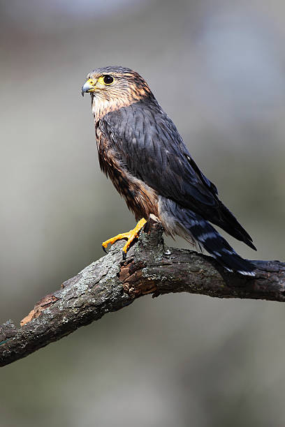 Merlin Closeup of a Merlin perched on a branch against a blurred background. falco columbarius stock pictures, royalty-free photos & images