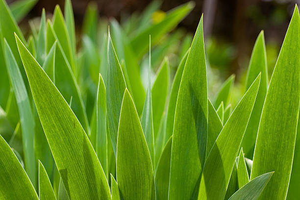 Verde Folhagem viçosa de Flores de Primavera em um fundo escuro. - fotografia de stock