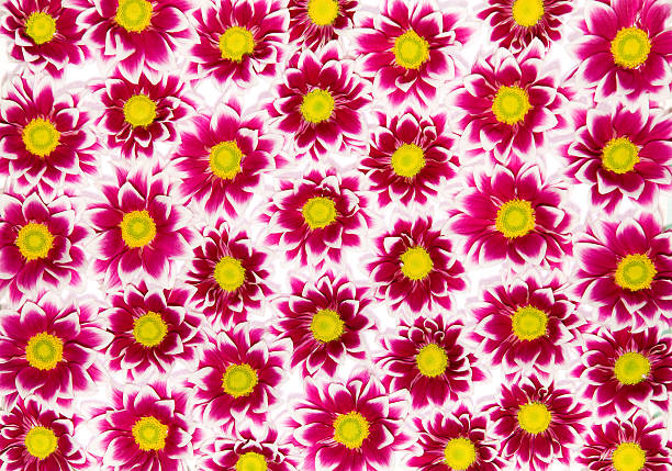 Crimson Chrysanthemums stock photo