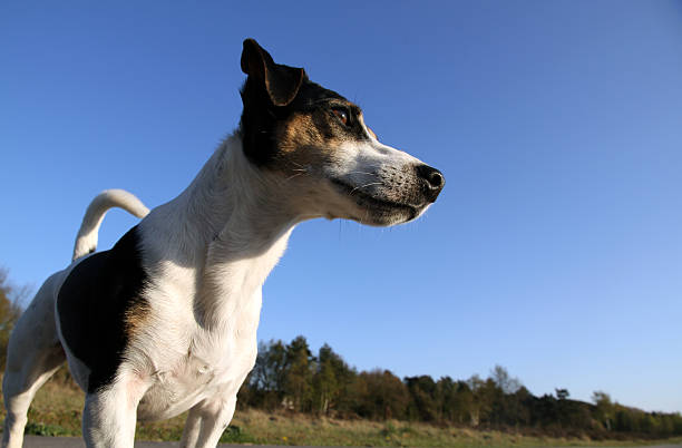 istock Dog portret 147709135
