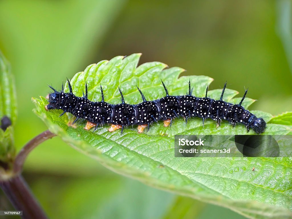 caterpillar Nature. Caterpillar water-nymph (Inachis io) is very prickly Animal Stock Photo