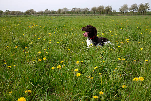 Cane felice - foto stock