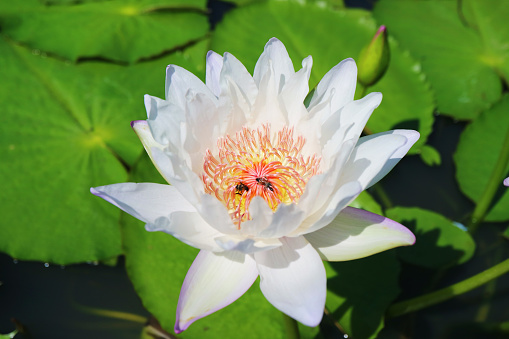 Closeup of Gorgeous White Water Lily with a Pair of Honey Bees Collecting Nectar