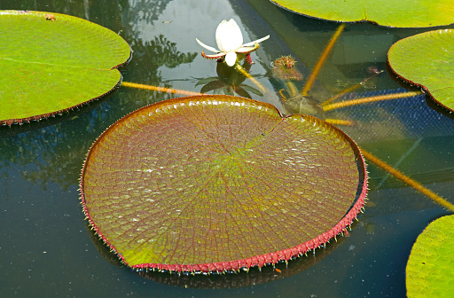 Heart Shaped Large Water Lily Pads of Victoria Amazonica in a Pond