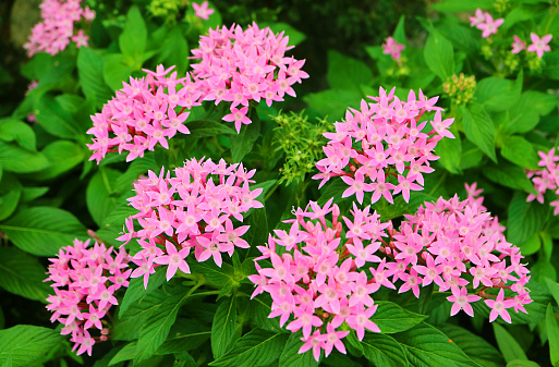 Bunches of Vibrant Pink Egyptian Starcluster or Pentas Flowers Blooming among Green Foliage