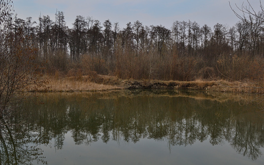 Trees without leaves on the sandy shore of a meadow lake against a blue sky are reflected in the water. Village near Kyiv