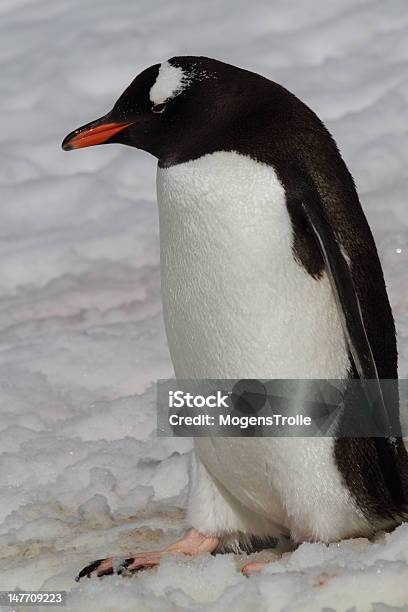Penguin In Snow Of Antarctica Stock Photo - Download Image Now - Animal,  Animal Wildlife, Animals In The Wild - iStock