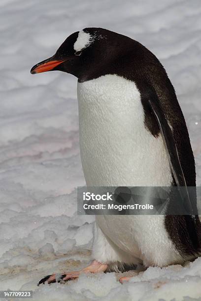 Penguin In Snow Of Antarctica Stock Photo - Download Image Now - Animal, Animal Wildlife, Animals In The Wild - iStock Penguin In Snow Of Antarctica Stock Photo - Download Image Now - Animal, Animal Wildlife, Animals In The Wild - iStock