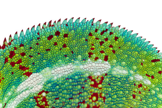 istock Colorful scales of Chameleon 147709297