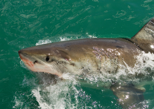 Great White Shark (Carcharodon carcharias) breaking the surface off Gaansbaai, South Africa