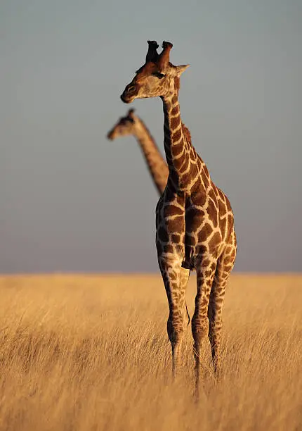 Giraffe in yellow savanna of Etosha National Park, Namibia, SW Africa