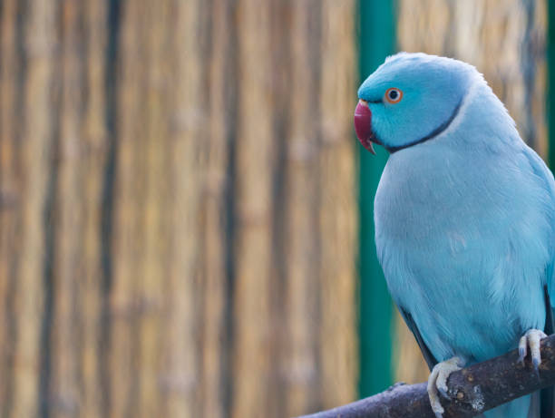 istock Blue ringneck parrot on branch 1477097033