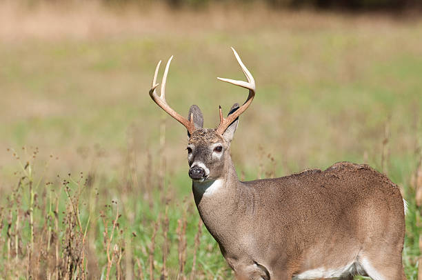istock Large whitetail buck in open field 147709806