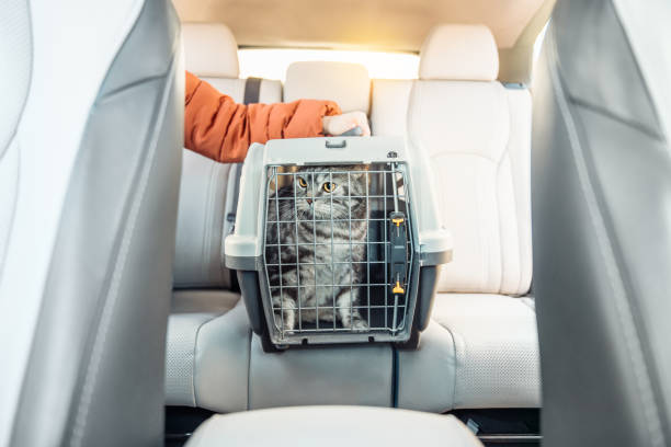 Cat in a cat carrier near the owner on a back seat of modern car. Comfortable travel with pets using pet carrier. Cat in a cat carrier near the owner on a back seat of modern car. Comfortable travel with pets using pet carrier. transportation cage stock pictures, royalty-free photos & images