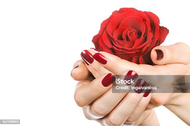 Frau Hände Mit Roten Rose Stockfoto und mehr Bilder von Blume - Blume, Blüte, Erwachsene Person