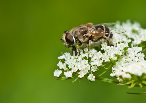 Hoverfly(Eristalis tenax) eating