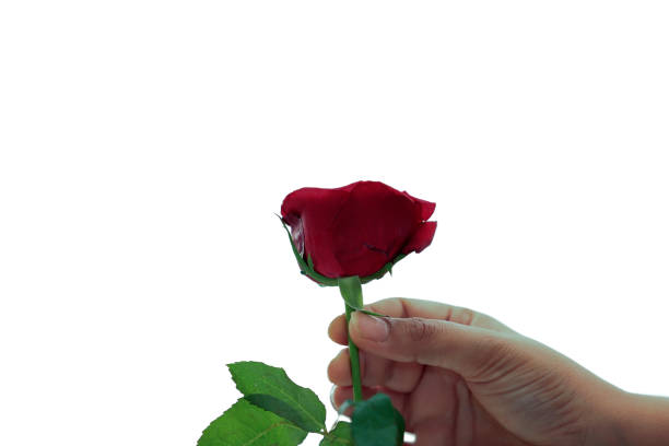 istock Hand holding, giving rose flower, isolated on white background 1477098404