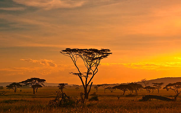 istock African sunset in the Serengeti 147709853