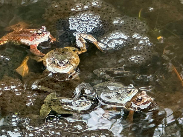 Common Frogs in a 'soup' of spawn in a still pond during the month of March, England stock photo