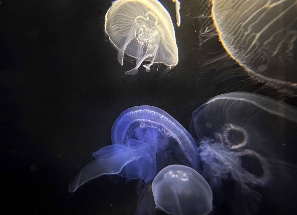 istock Constantly evolving shapes in this colourful Jellyfish ballet 1477098693