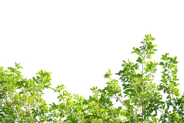 istock Tropical tree with leaves branches and sunlight, on white isolated background for green foliage backdrop 1477098801