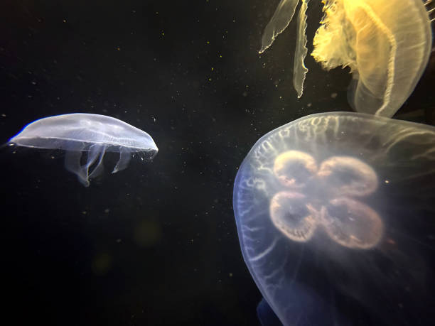istock Colourful Jellyfish medusa ballet 1477098857