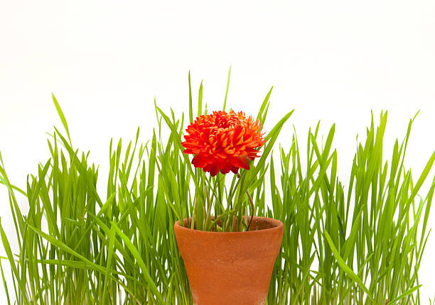 Green wheat and flower in  a pot on a white background